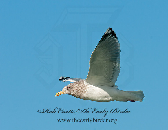 Larus argentatus  HERRING GULL 3012082 z