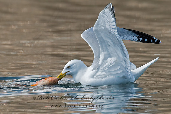Larus argentatus  HERRING GULL 6001938 z