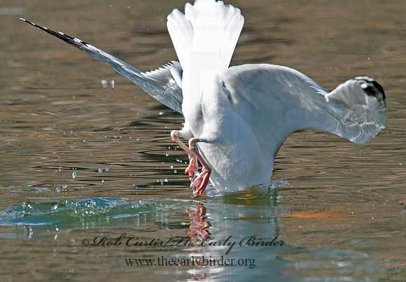 Larus argentatus  HERRING GULL 6001933 z