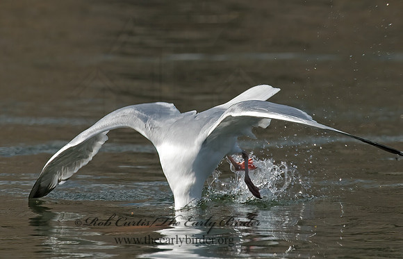 Larus argentatus  HERRING GULL 6001940 z