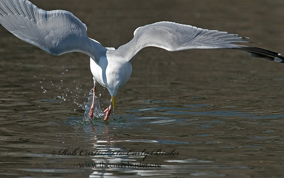 Larus argentatus  HERRING GULL 6001941 z
