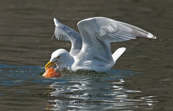 Larus argentatus  HERRING GULL 6001943 z