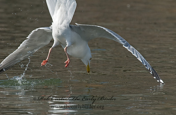 Larus argentatus  HERRING GULL 6001942 z