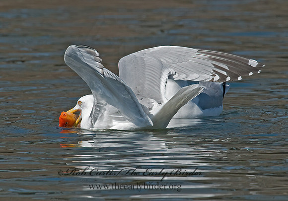 Larus argentatus  HERRING GULL 6001944 z