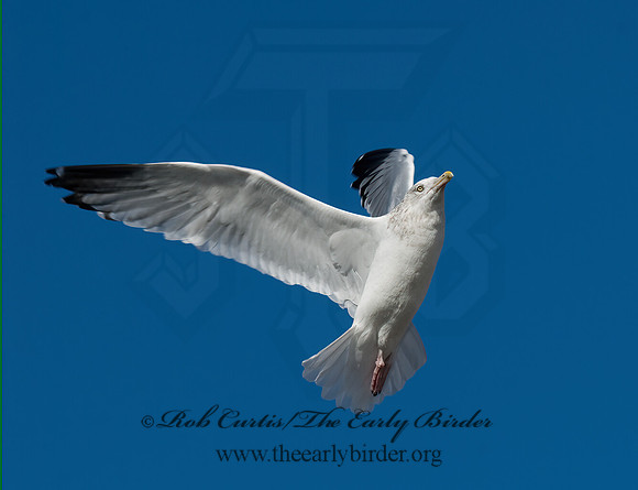 Larus argentatus  HERRING GULL 6018572 z