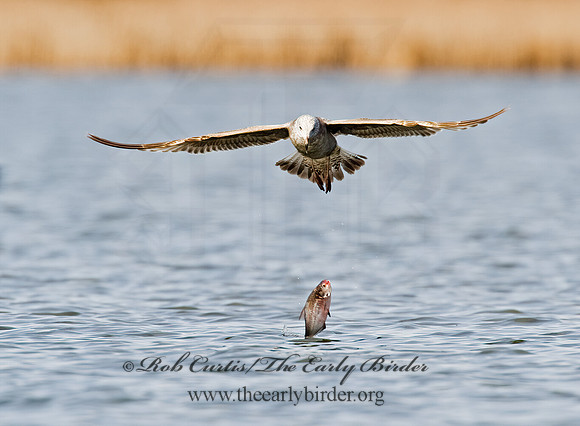Larus argentatus  HERRING GULL 8001619 z