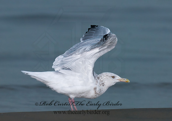Larus argentatus  HERRING GULL 7013522 z