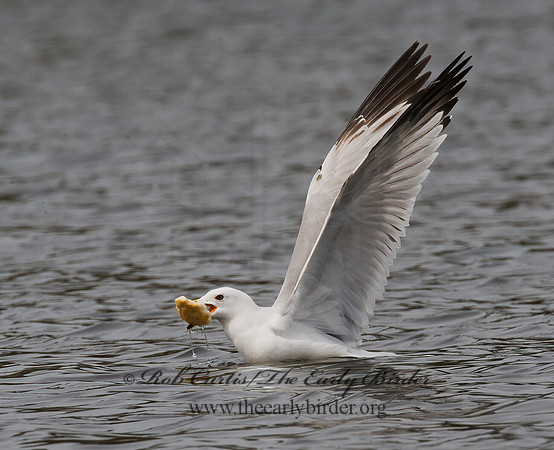 Larus argentatus  HERRING GULL 8012434 z