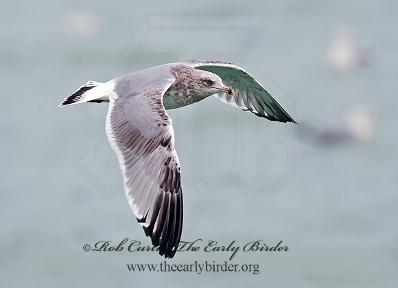 Larus argentatus  HERRING GULL 8021262 z