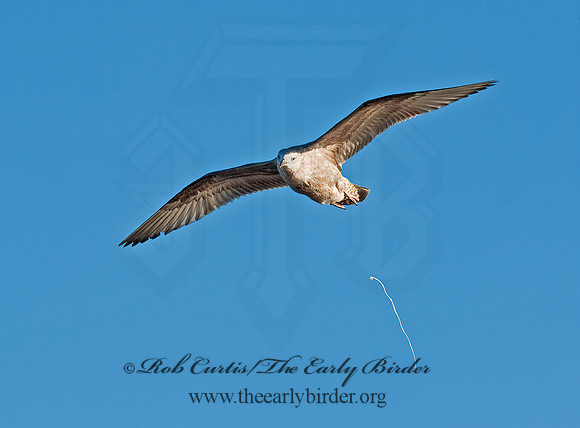 Larus argentatus  HERRING GULL 8024427 z
