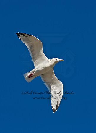 Larus argentatus  HERRING GULL 8024649 z