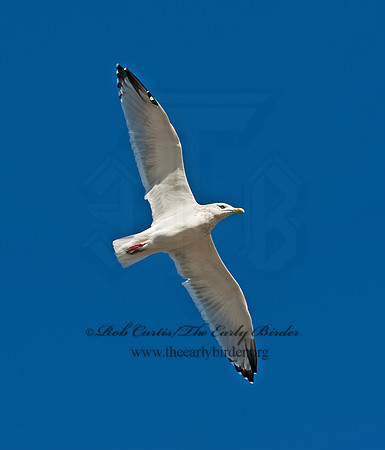 Larus argentatus  HERRING GULL 8024650 z
