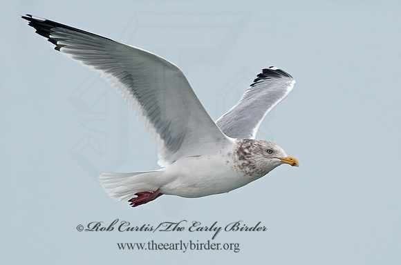 Larus argentatus  HERRING GULL 8021283 z
