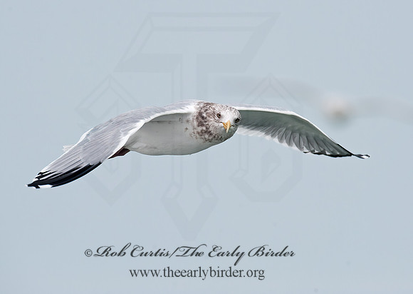 Larus argentatus  HERRING GULL 8021272 z