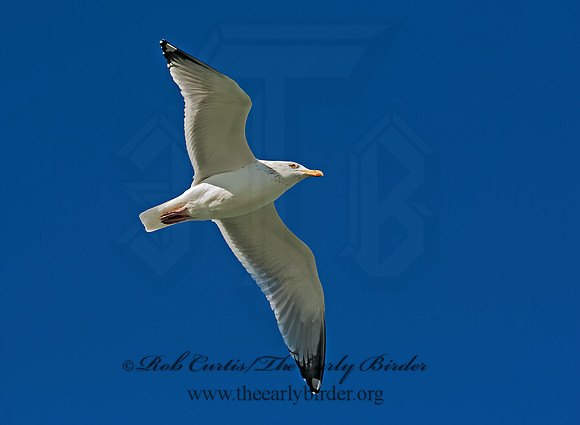 Larus argentatus  HERRING GULL 8024994 z