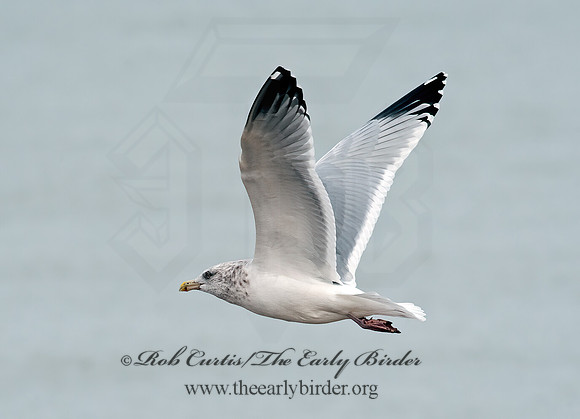 Larus argentatus  HERRING GULL 8027193 z