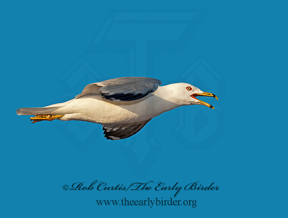 Larus argentatus  HERRING GULL 8025415 z