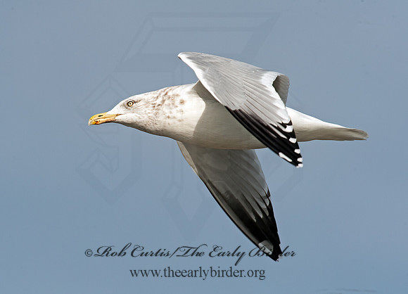 Larus argentatus  HERRING GULL 8027364 z