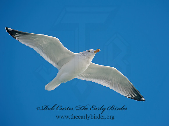 Larus argentatus  HERRING GULL 8032449 z
