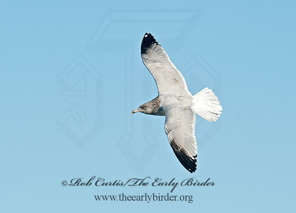 Larus argentatus  HERRING GULL 8033451z