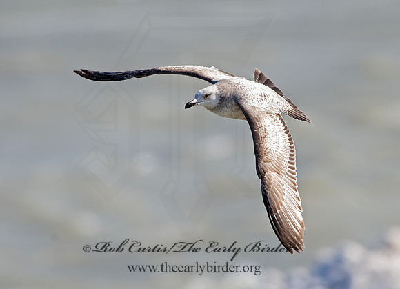 Larus argentatus  HERRING GULL 9027909z