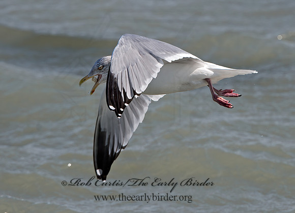 Larus argentatus  HERRING GULL 9027921z