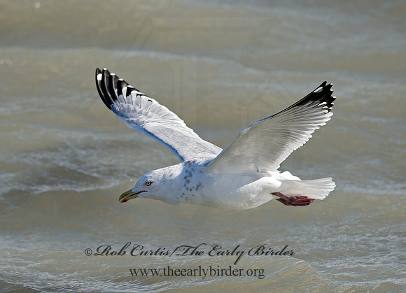 Larus argentatus  HERRING GULL 9027937z