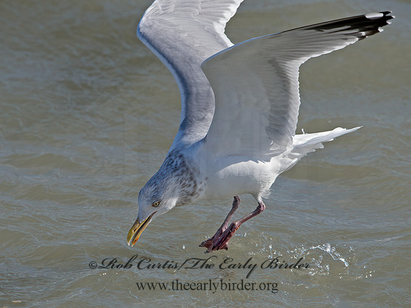 Larus argentatus  HERRING GULL 9027910z