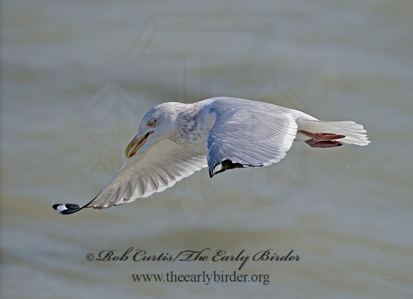 Larus argentatus  HERRING GULL 9027911z