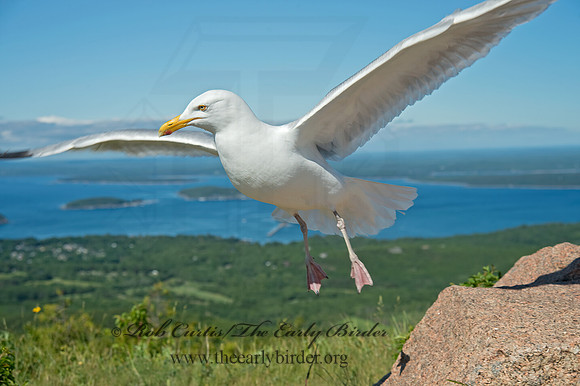 Larus argentatus  HERRING GULL 9032557z
