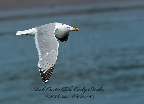 Larus argentatus  HERRING GULL 9033406z