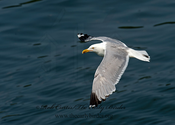 Larus argentatus  HERRING GULL 9033457z