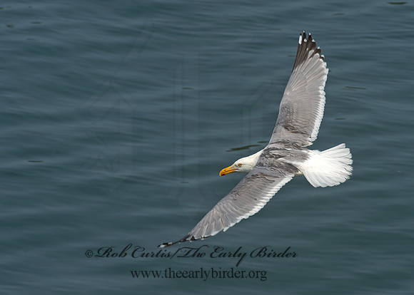 Larus argentatus  HERRING GULL 9033461z