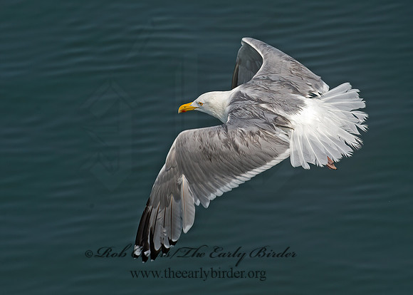 Larus argentatus  HERRING GULL 9033463z