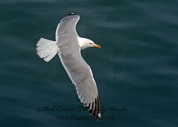 Larus argentatus  HERRING GULL 9033471z