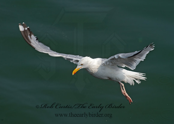 Larus argentatus  HERRING GULL 9033474z