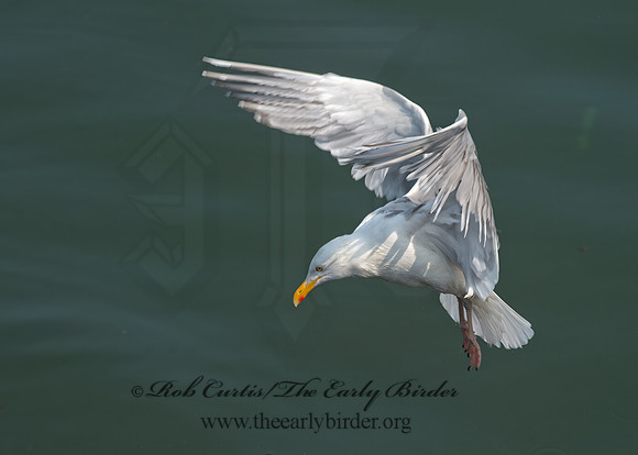 Larus argentatus  HERRING GULL 9033475z