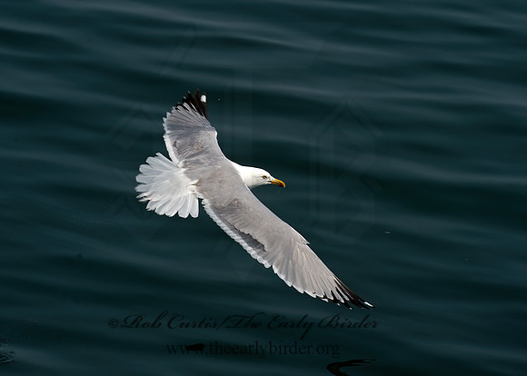 Larus argentatus  HERRING GULL 9033487z