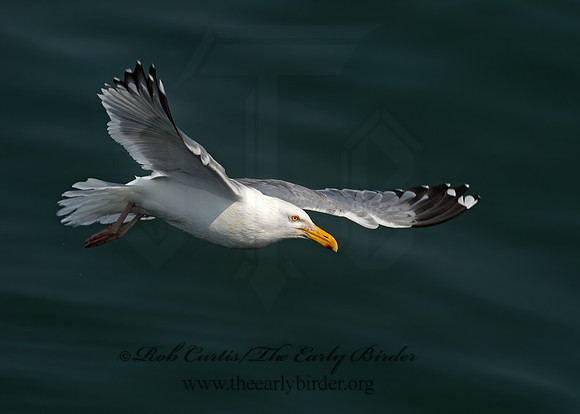 Larus argentatus  HERRING GULL 9033480z