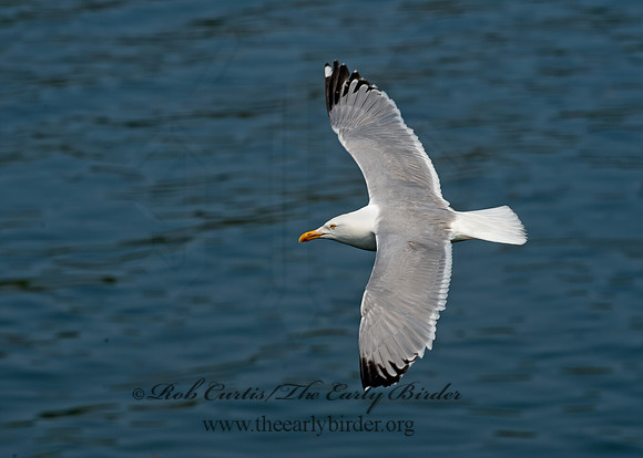 Larus argentatus  HERRING GULL 9033485z