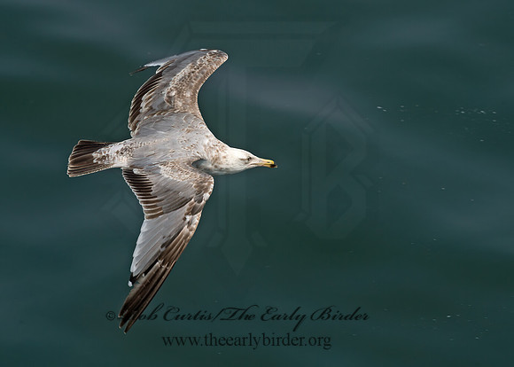 Larus argentatus  HERRING GULL 9033489z