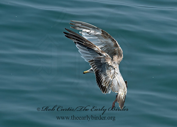 Larus argentatus  HERRING GULL 9033491z