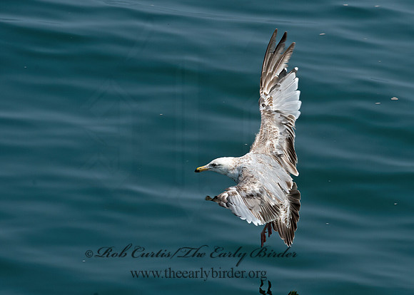 Larus argentatus  HERRING GULL 9033490z