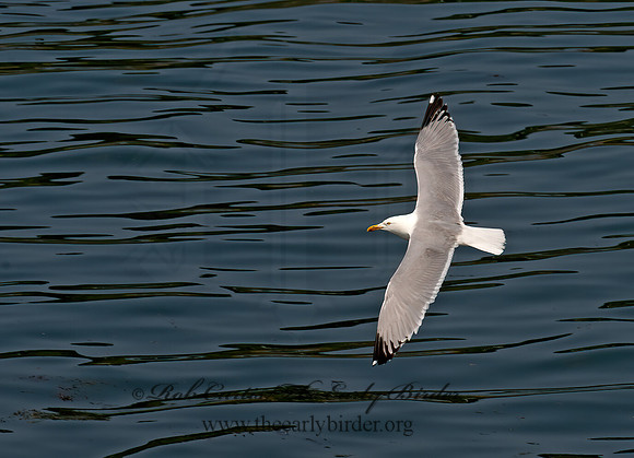 Larus argentatus  HERRING GULL 9033495z
