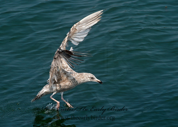 Larus argentatus  HERRING GULL 9033521z