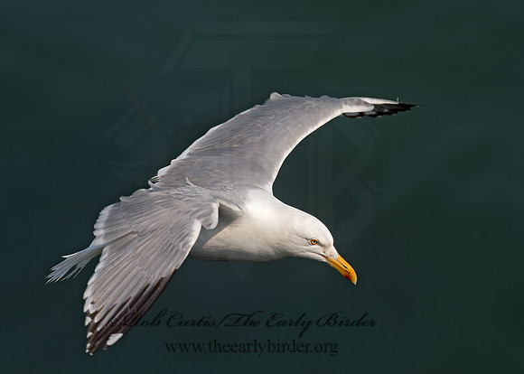 Larus argentatus  HERRING GULL 9033500z