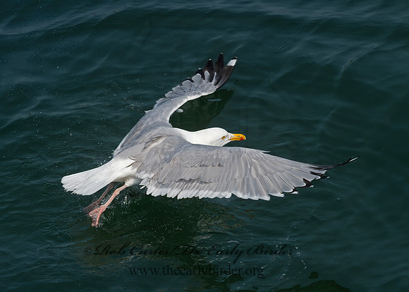 Larus argentatus  HERRING GULL 9033516z