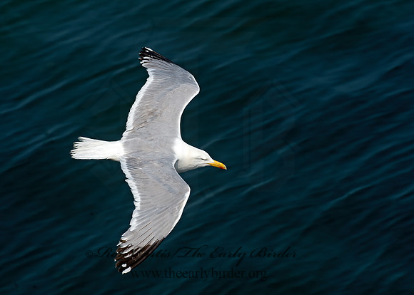 Larus argentatus  HERRING GULL 9033509z