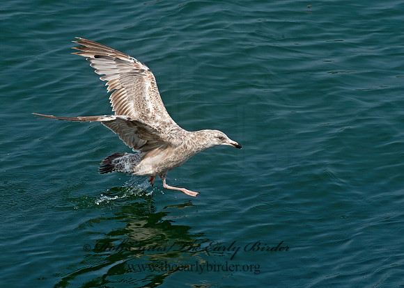 Larus argentatus  HERRING GULL 9033522z