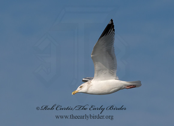 Larus argentatus  HERRING GULL 9054243z